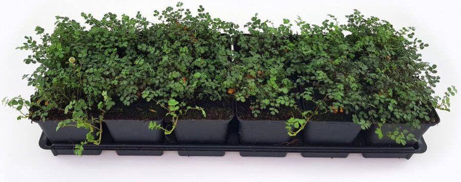 Bodembedekker Stekelnootje 12 Stuks Acaena microphylla 'Kupferteppich' P9 Plant Tuinplant