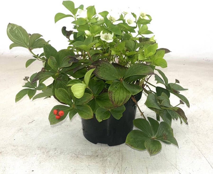 Bodembedekker Wit met Besjes 6 Stuks Cornus canadensis 1.5L Plant Tuinplant Exclusief