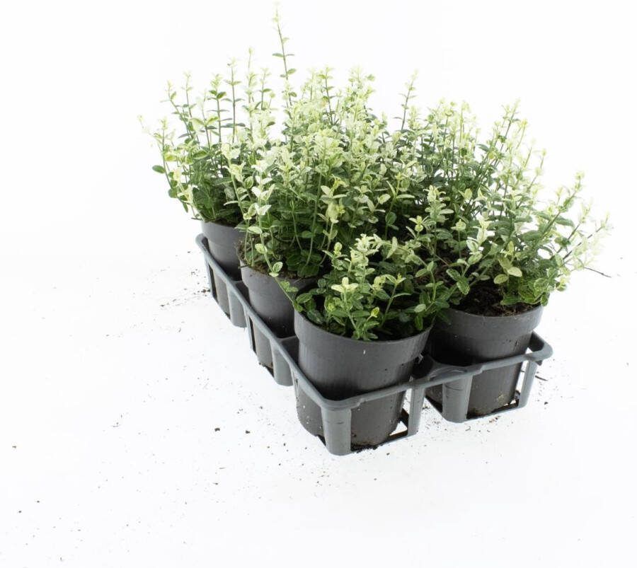 Bodembedekker Witbonte Kardinaalsmuts 12 Stuks Euonymus fortunei 'Silverstone' P9 Plant Tuinplant