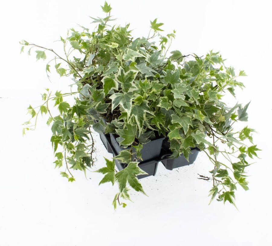 Bodembedekker Witbonte Klimop 12 Stuks Hedera helix 'White Ripple' P9 Plant Tuinplant