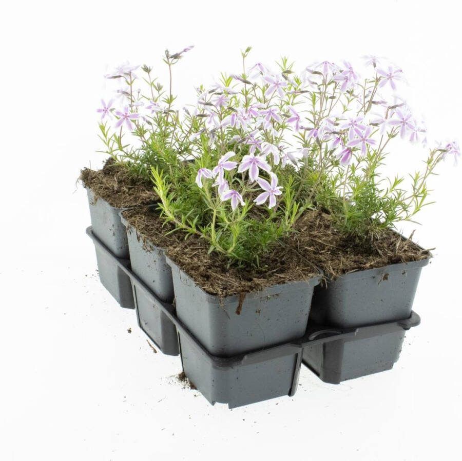 Bodembedekker Wit Roze Kruipphlox 12 Stuks Phlox subulata 'Candy Stripes' P9 Plant Tuinplant