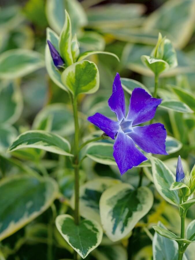 Bodembedekkers.nl 10 x Vinca major 'Variegata' Pot 11 x 11 Bodembedekker Bonte maagdenpalm Wintergroene tuinplant Blauw Vaste Plant