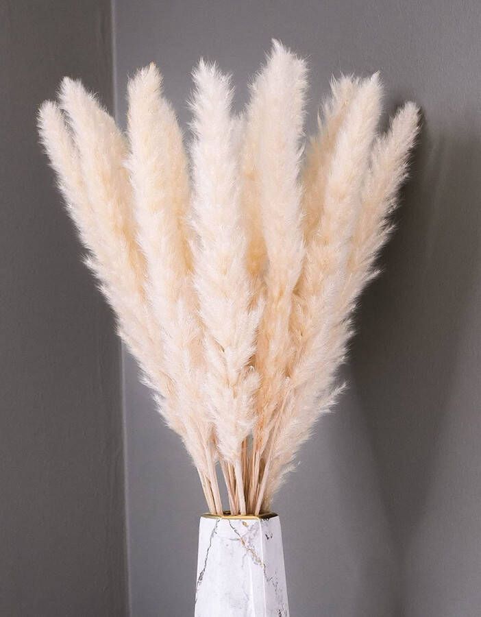 Boholife 20 stuks gedroogd pampasgras een eyecatcher in huis droogbloemen boho decoratie voor badkamer of woonkamer