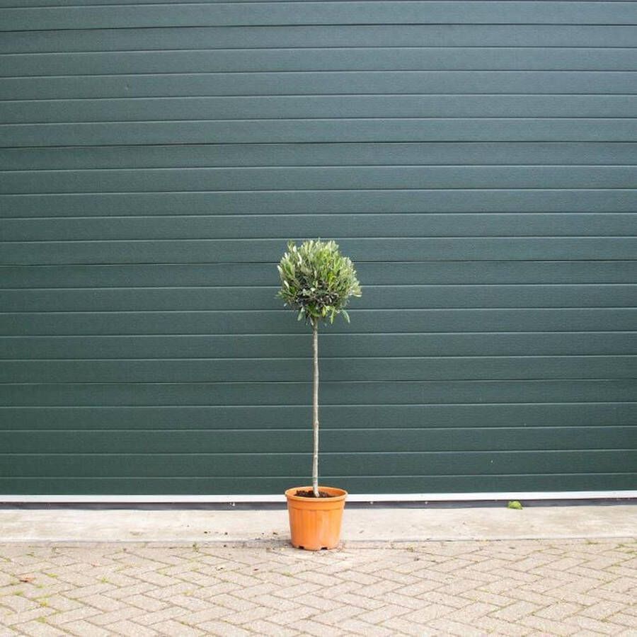 Bomenbezorgd.nl Bol olijfboom 'Olea europea' (90-110 cm totaalhoogte)