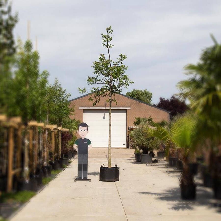 Bomenbezorgd.nl Gewone walnotenboom Juglans regia 500 600 cm totaalhoogte (18 20 cm stamomtrek)