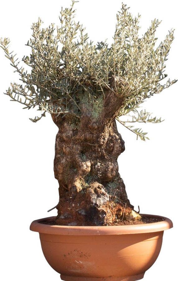 Bomenbezorgd.nl Olijfboom 'Bonsai' decoschaal 90- 100 cm totaalhoogte
