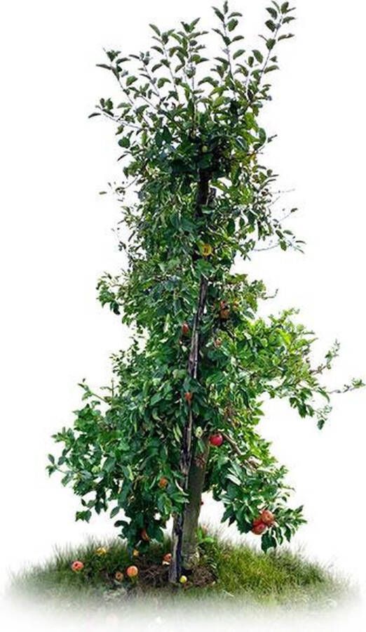 Bomenbezorgd.nl | Oude appelboom Elstar | totaalhoogte 200-250 cm