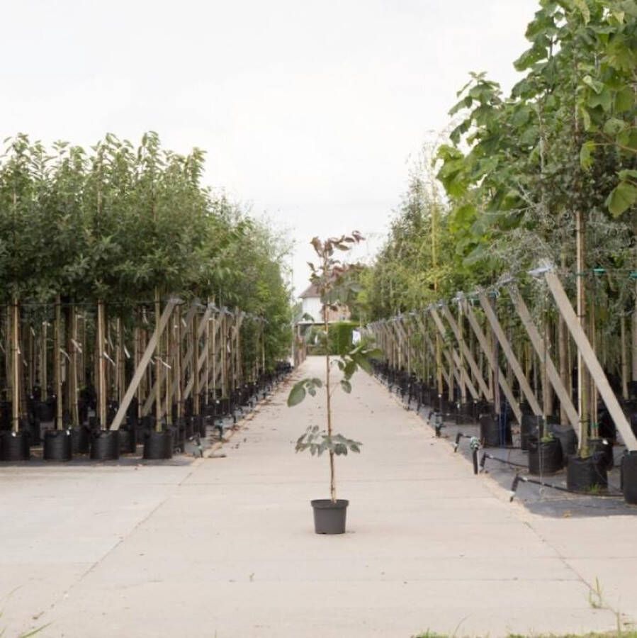 Bomenbezorgd.nl Roodbladige walnotenboom Juglans r. 'Purpurea' totaalhoogte 175-200 cm stamomtrek 1-3 cm