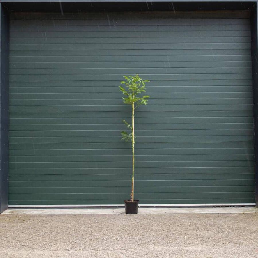 Bomenbezorgd.nl Walnotenboom 'Broadview' Juglans r. 'Broadview' totaalhoogte 200-250 cm stamomtrek 2-4 cm