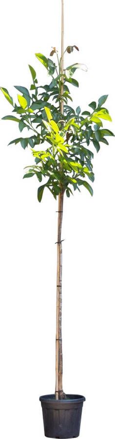 Bomenbezorgd.nl Walnotenboom 'Lange van Lod' Juglans regia 'Lange van Lod' totaalhoogte 250-300 cm stamomtrek 6-8 cm