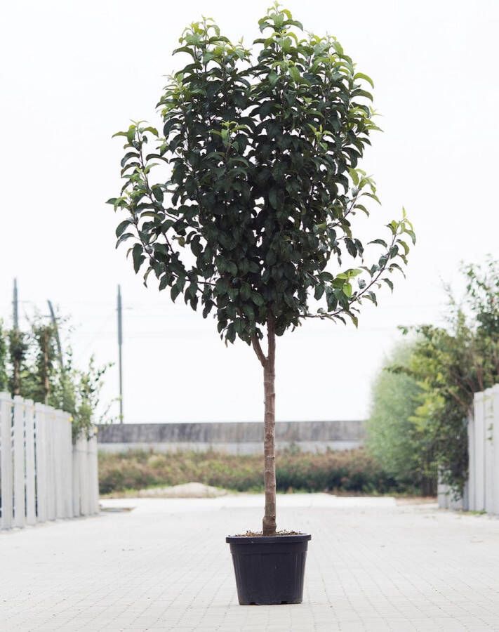Bomendael.com Grote Appelboom Malus domestica Gloster Halfstam 230 280 cm Stamomtrek 15-19 cm 8 jaar