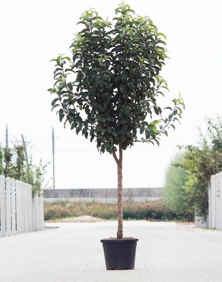 Bomendael.com Grote Appelboom Malus domestica Ecolette Halfstam 230 280 cm Stamomtrek 15-19 cm 8 jaar