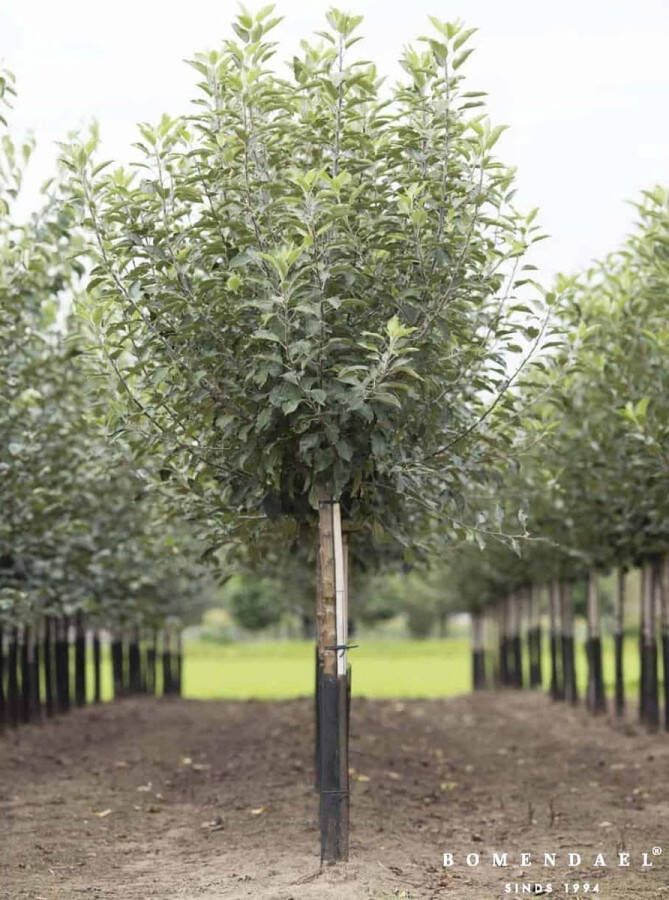 Bomendael.com Grote Appelboom Malus domestica Elstar Halfstam 280 330 cm Stamomtrek 20-25 cm 12 jaar