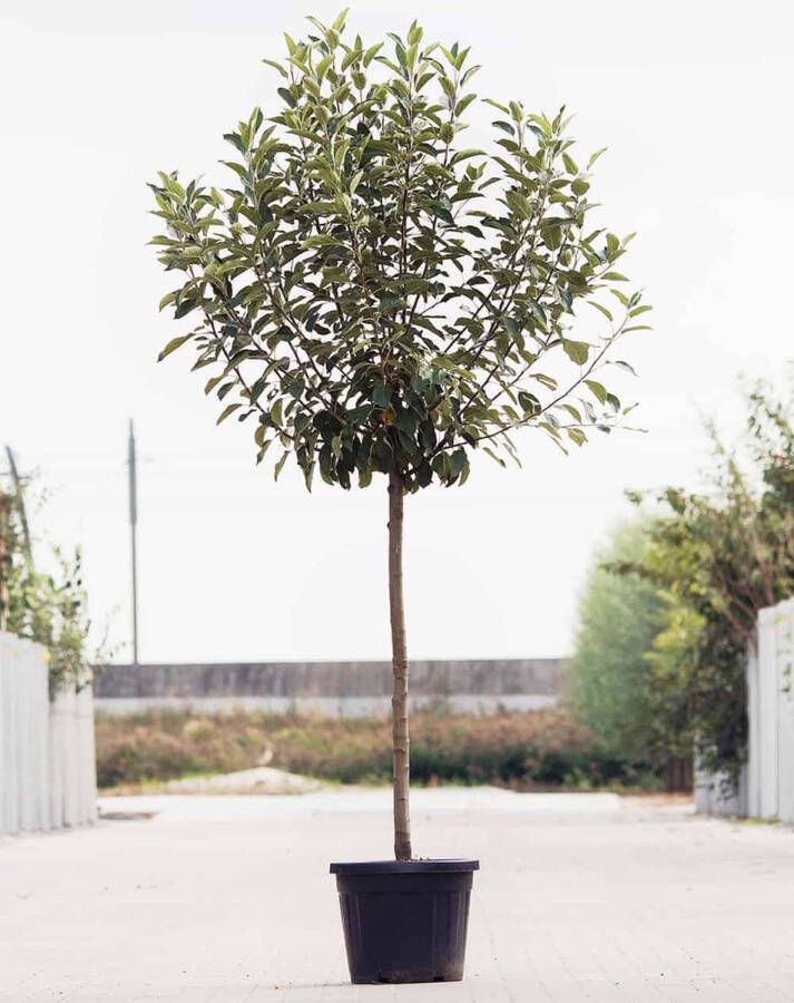 Bomendael.com Grote Appelboom Malus domestica Groninger Kroon Halfstam 180 230 cm Stamomtrek 11-14 cm 6 jaar