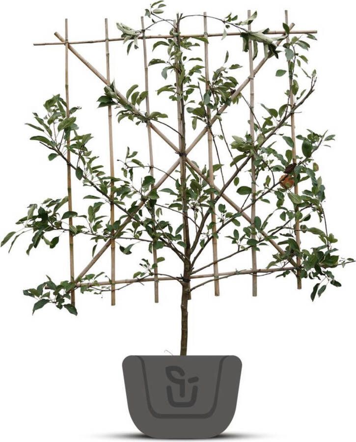 Bomenkopen.nl Appelboom Malus domestica Brabant Bellefleur Halfstam
