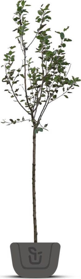 Bomenkopen.nl Appelboom Malus domestica Brabant Bellefleur Laagstam