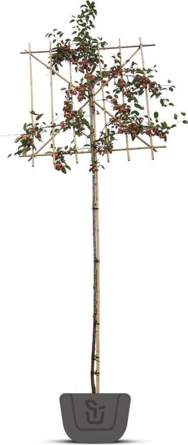 Bomenkopen.nl Gele Leisierappel Malus toringo Brouwers Beauty Stamomtrek: 10-12 cm Stamhoogte: 180 cm Rek 150 cm