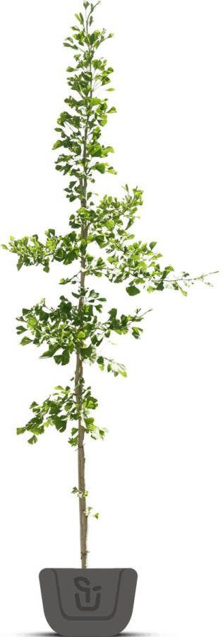 Bomenkopen.nl Japanse notenboom Ginkgo biloba Menhir Stamomtrek: 8-10 cm
