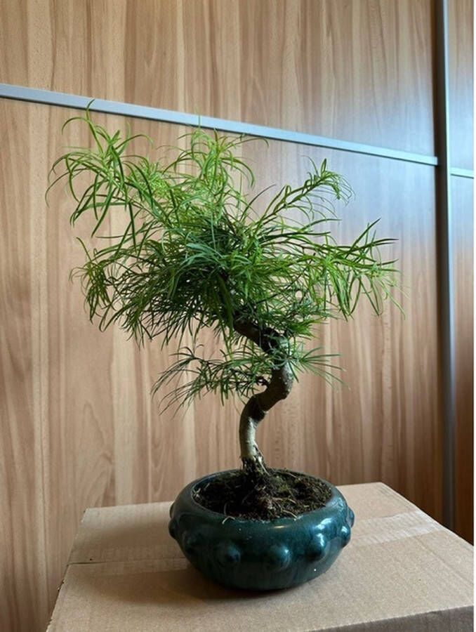 Bonsai pseudolarix – bonsaiboompje – 12 jaar oud – Hoogte: 40cm Ø 18 cm – Buiten bonsai – Inclusief keramiek pot incl keramiek schotel FR Service