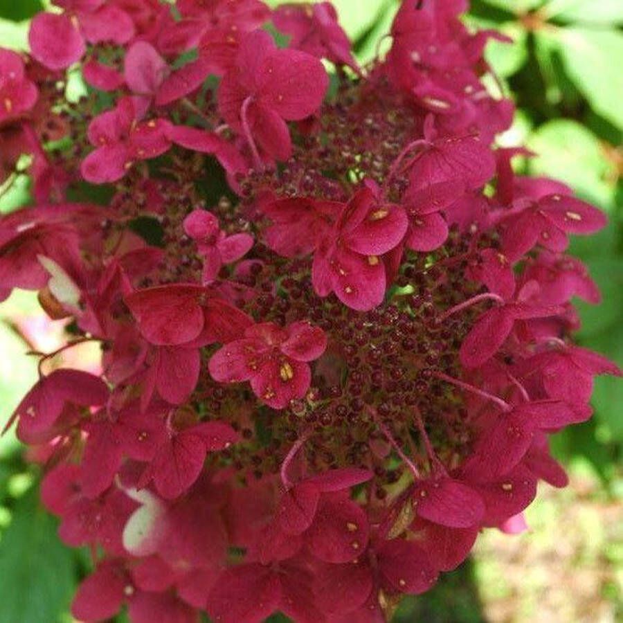 Tuinplanten Tuinplant Buitenplant Winterhard Hortensia Hydrangea paniculata 'Wim's Red' Wit Roze Rood Planthoogte 30-40 cm Potmaat P23