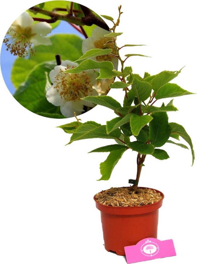 Boomkwekerij Schramas Actinidia deliciosa Atlas Mannelijke kiwi 2 liter pot