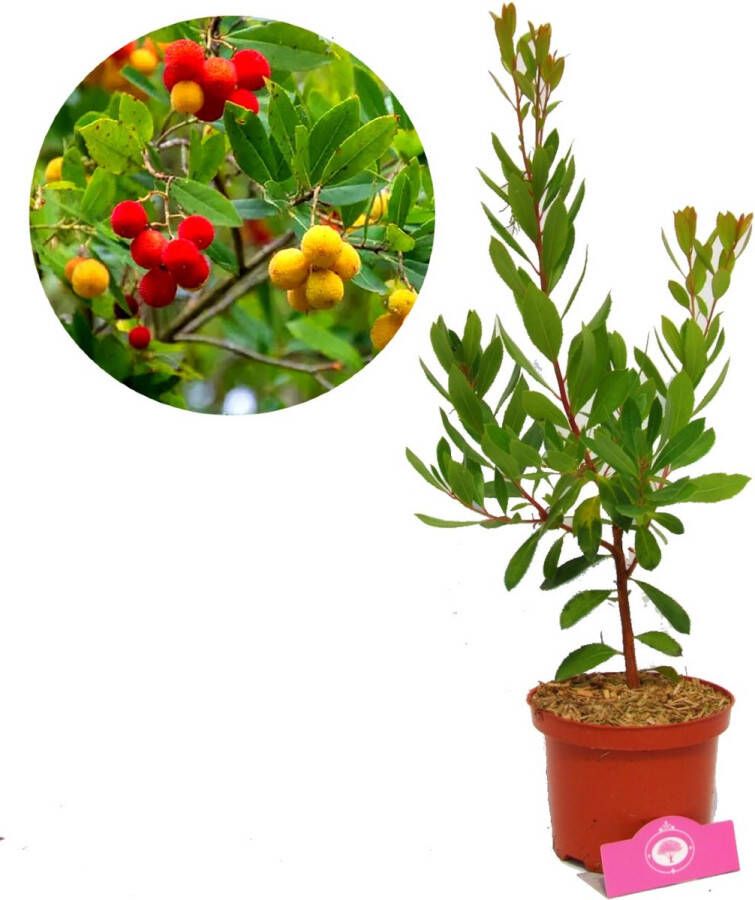 Boomkwekerij Schramas Arbutus unedo aardbeienboom 2 liter pot