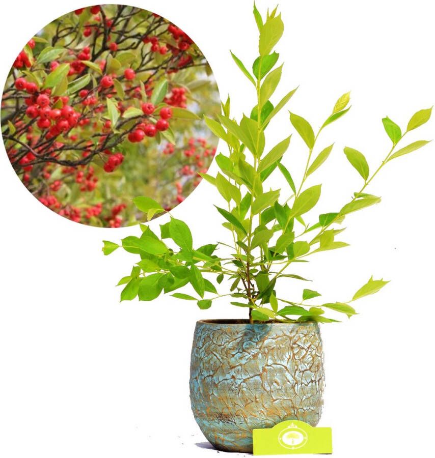 Boomkwekerij Schramas Aronia arbutifolia 'Brilliant' rode appelbes 2 liter pot