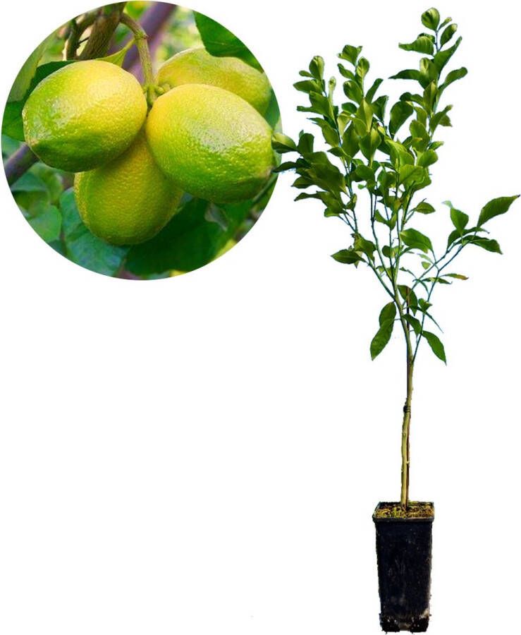 Boomkwekerij Schramas Citrus auratifolia Limoen' limoenplant 2 liter pot 50cm