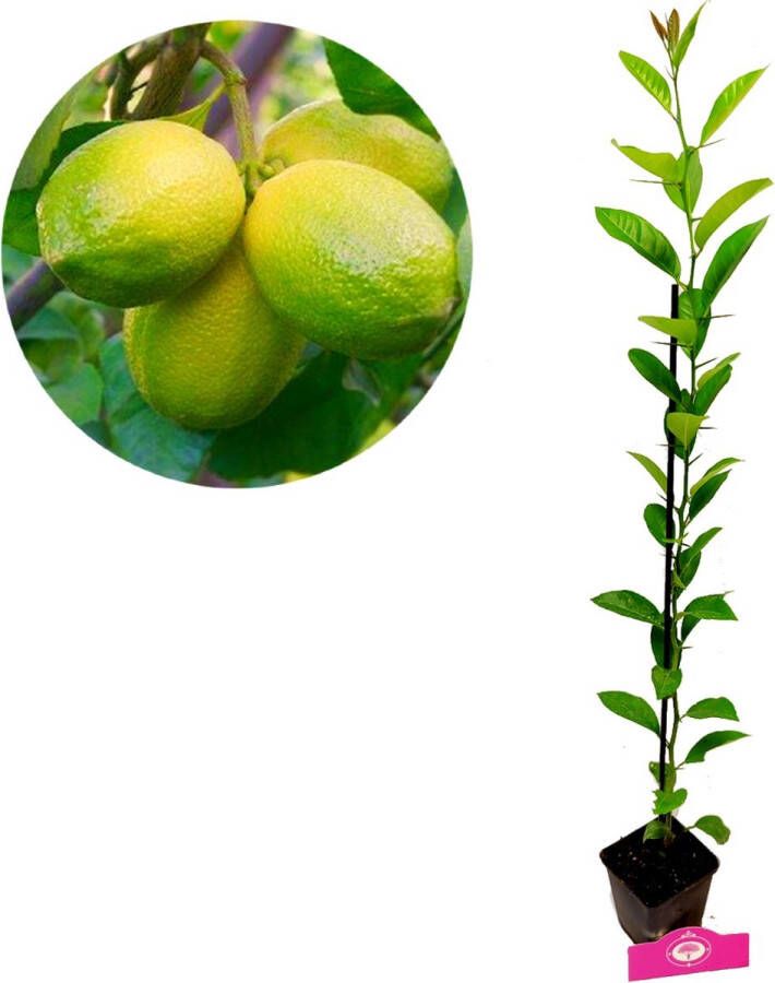 Boomkwekerij Schramas Citrus auratifolia Limoen' limoenplant 9cm pot Hoogte +40cm