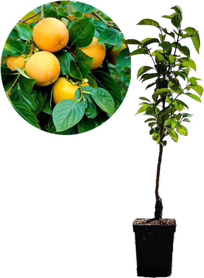 Boomkwekerij Schramas Diospyrus kaki 'Rojo Brillante' sharonfruit 5 liter pot 100cm