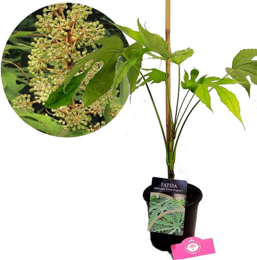 Boomkwekerij Schramas Fatsia polycarpa 'Green Fingers' vingerplant 2 liter pot