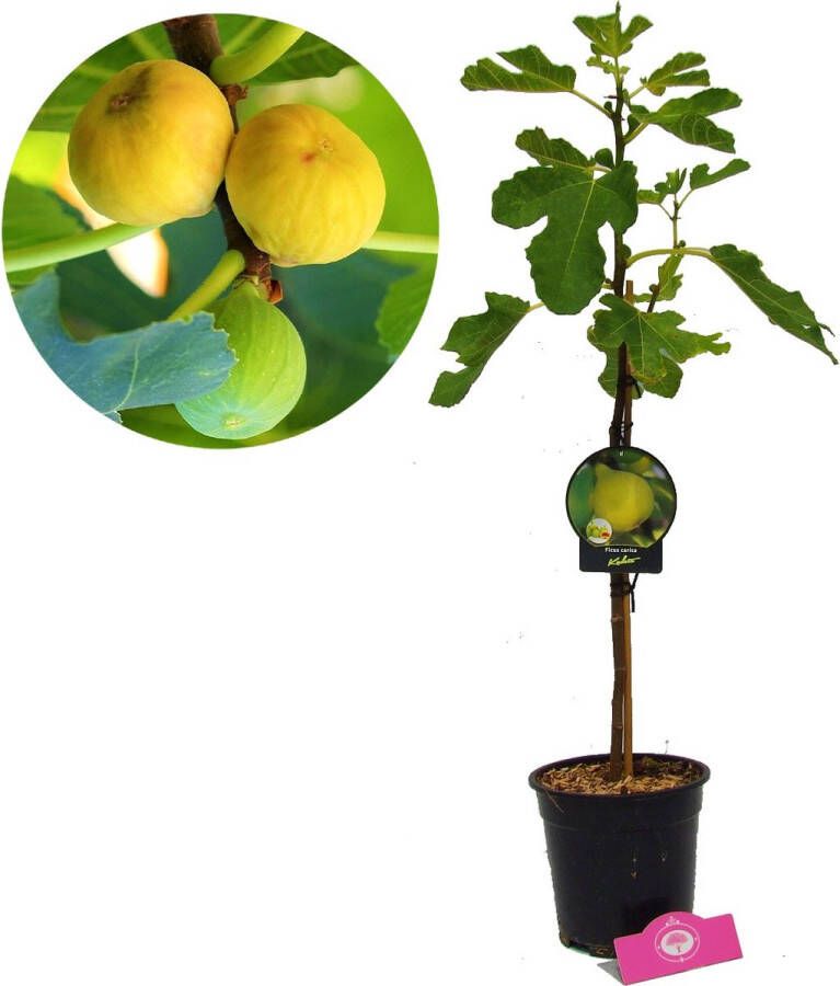 Boomkwekerij Schramas Ficus carica 'Kadota' Vijgenboom 2 liter pot