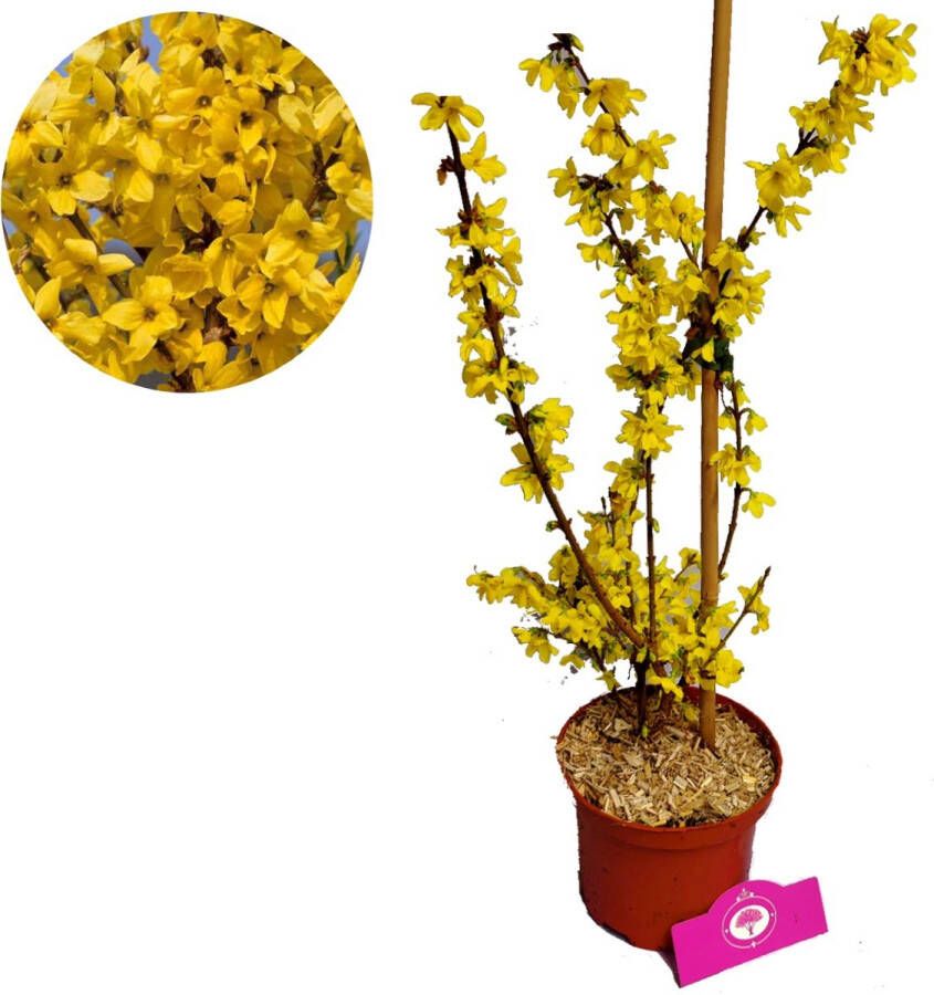 Boomkwekerij Schramas Forsythia intermedia 'Flojor' Minigold sierheerster 2 liter pot