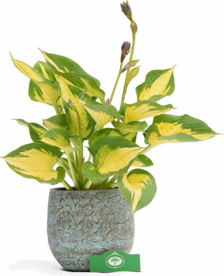 Boomkwekerij Schramas Hosta Forbidden Fruit vaste plant 13 cm pot