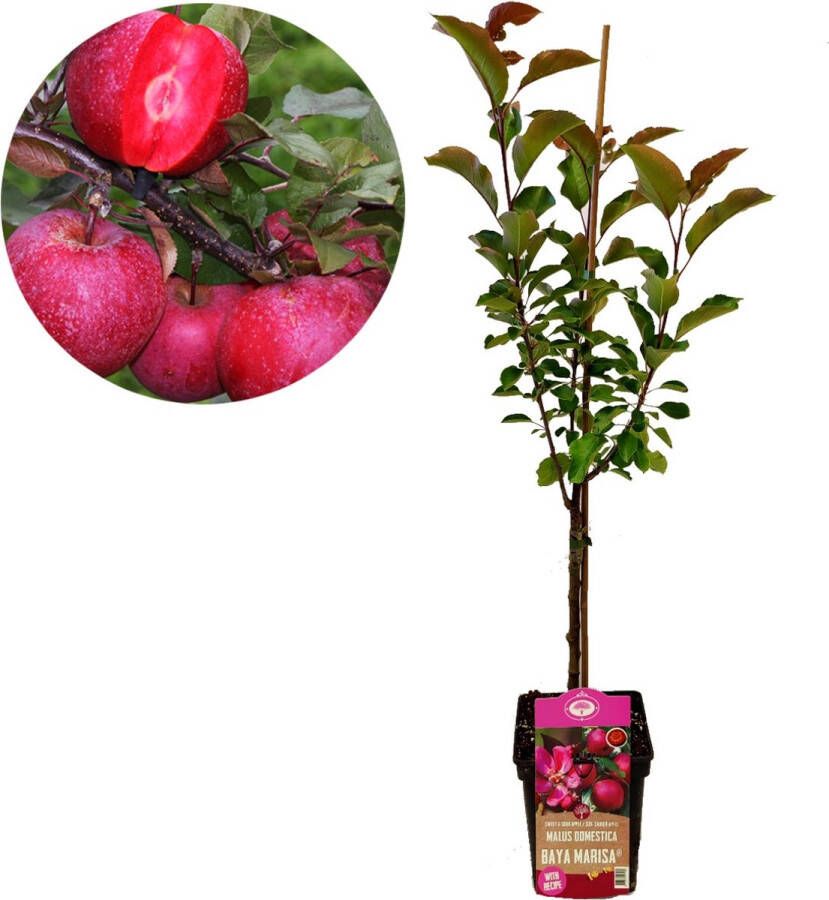 Boomkwekerij Schramas Malus domestica 'Baya Marisa' rode appel met rood vruchtvlees 5 liter pot