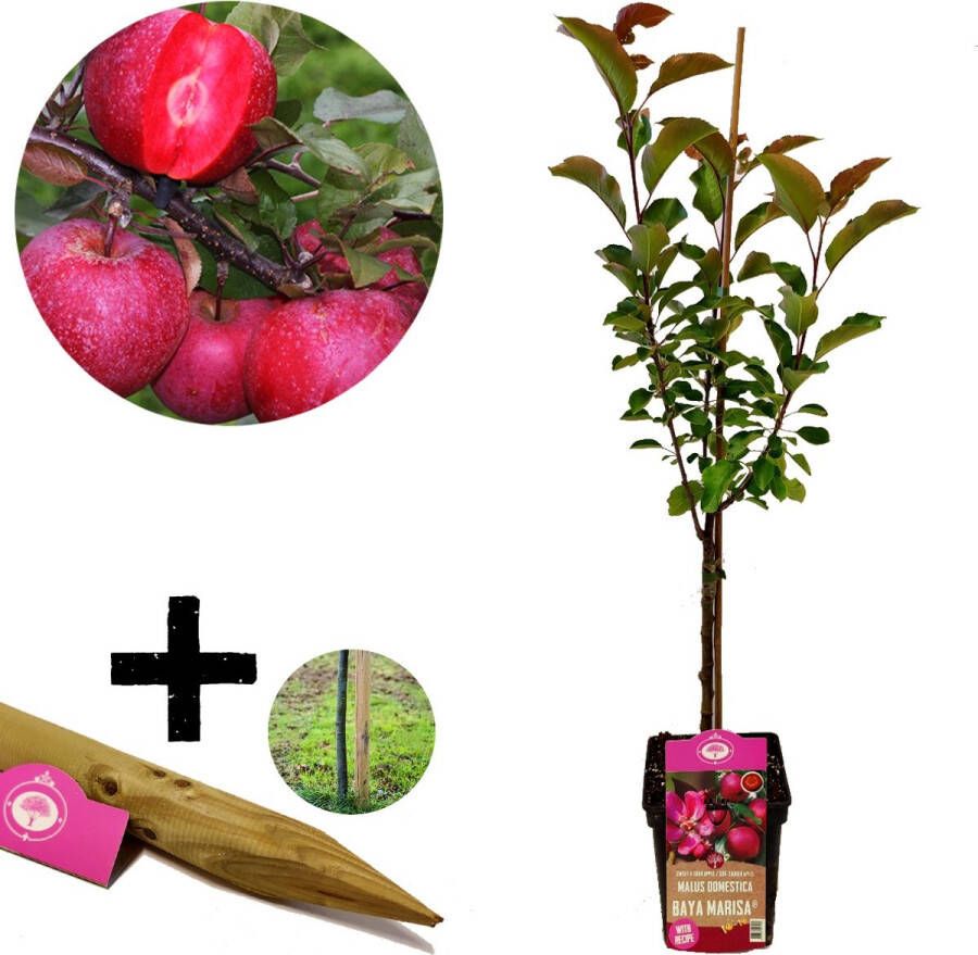 Boomkwekerij Schramas Malus domestica Baya Marisa rode appel met rood vruchtvlees met plantensteun 5 liter pot