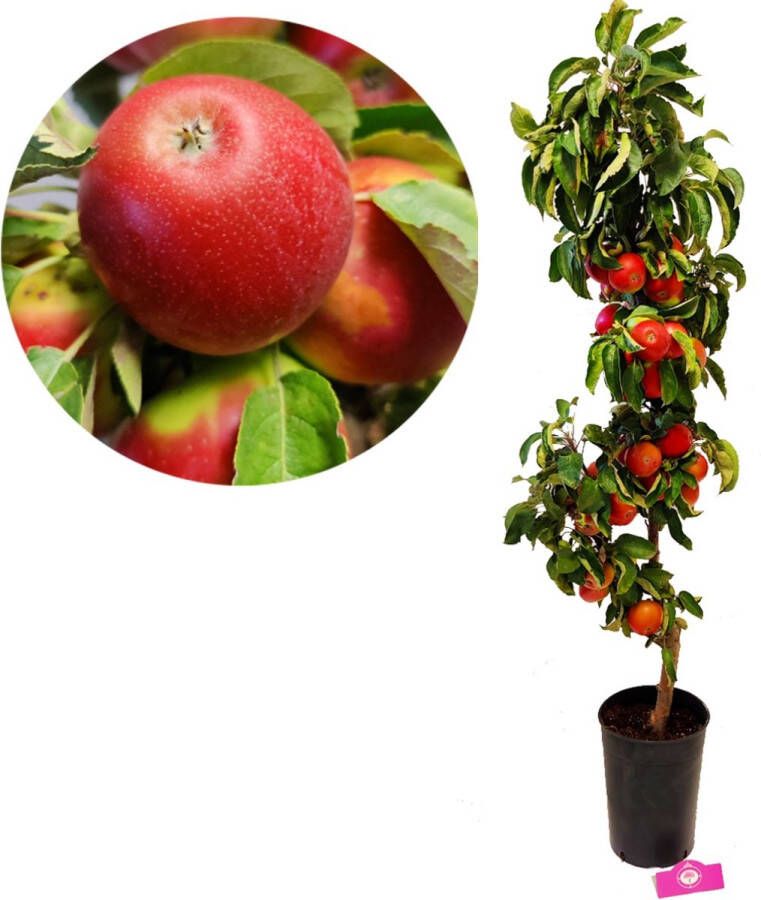 Boomkwekerij Schramas Malus domestica 'Boet' zuilappelboom 7 liter pot Hoogte +120cm