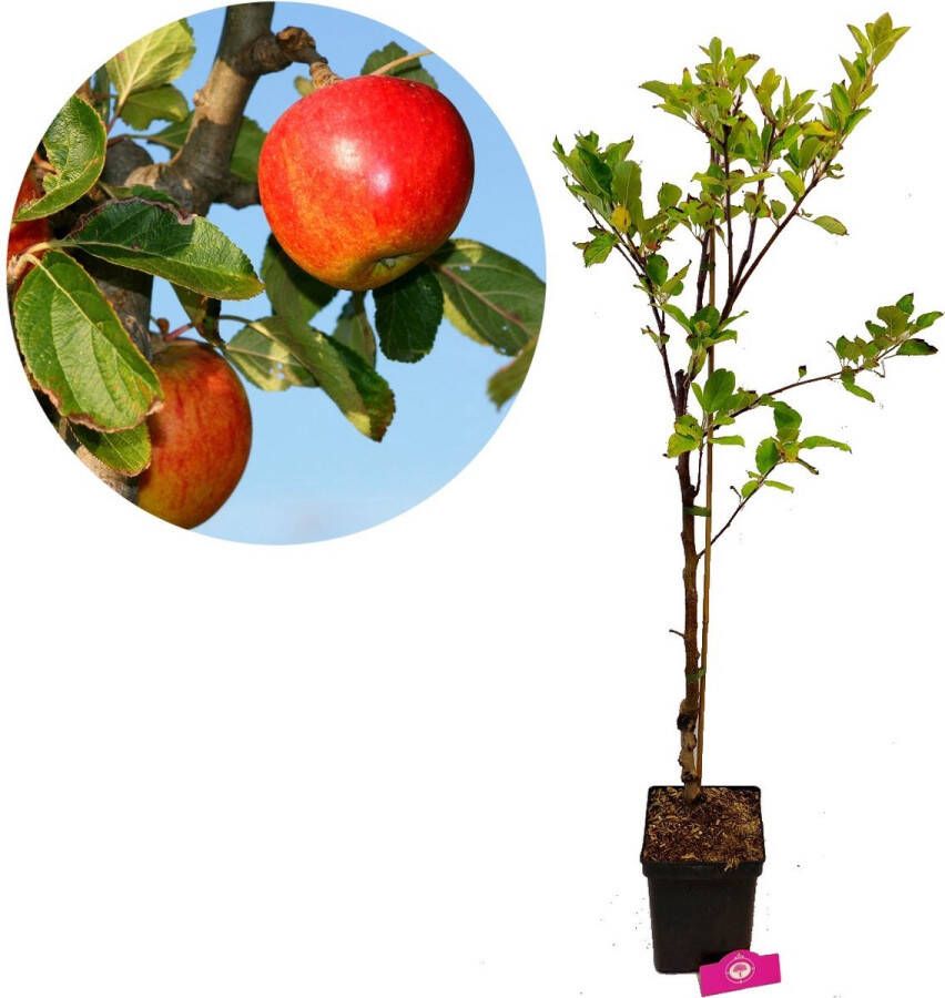 Boomkwekerij Schramas Malus domestica 'Elstar' Appelboom Dit jaar fruit Hoogte +100cm 3 liter pot