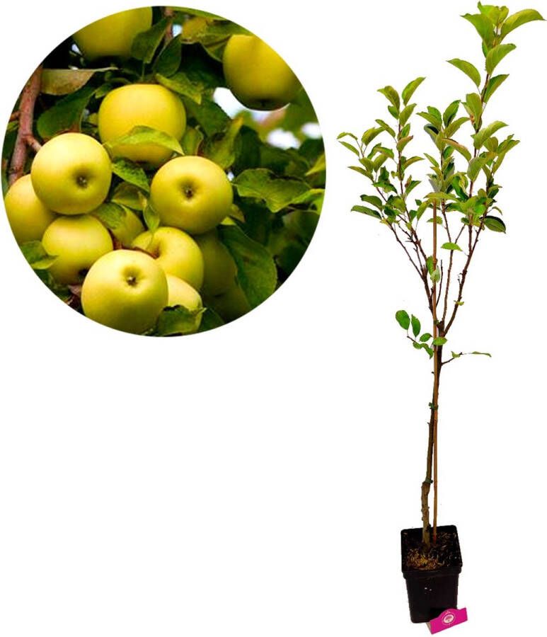 Boomkwekerij Schramas Malus domestica 'Golden delicious' appelboom 5 liter pot