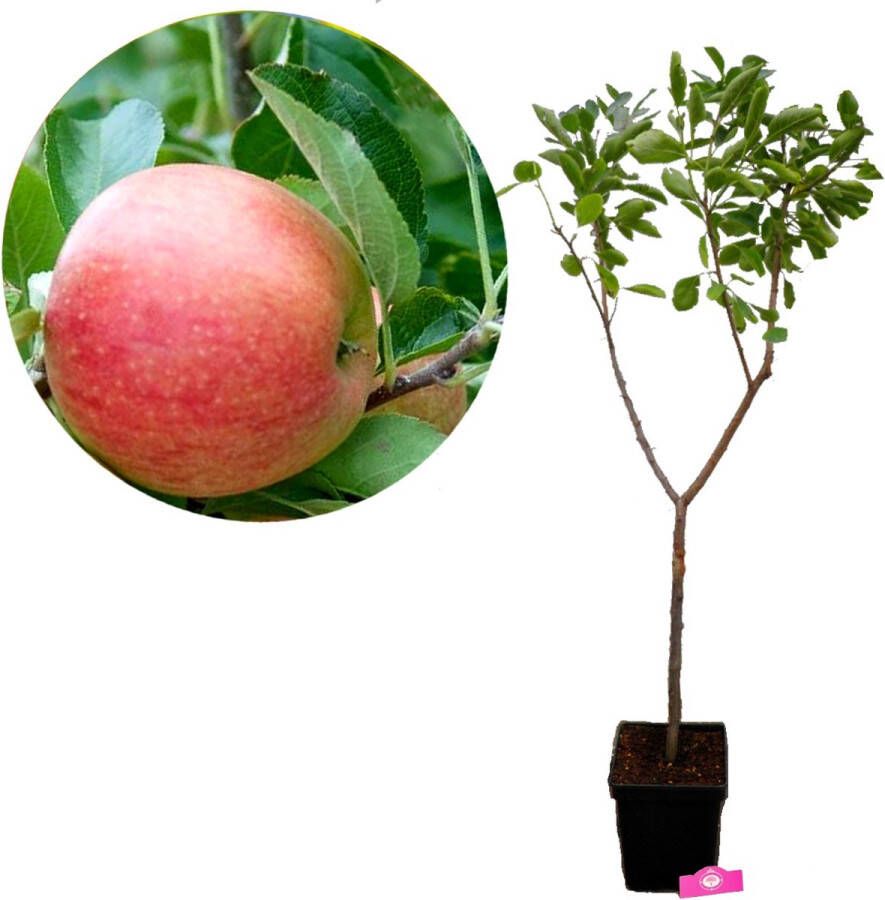 Boomkwekerij Schramas Malus domestica 'Pinova' appelboom 5 liter pot