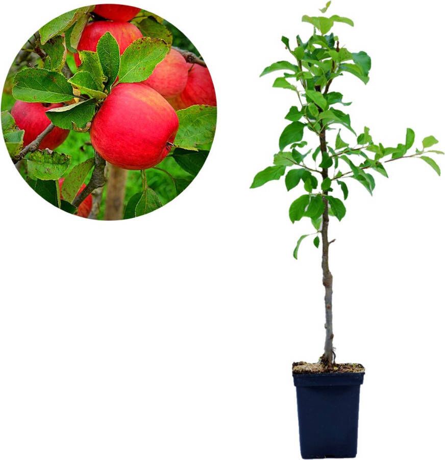 Boomkwekerij Schramas Malus domestica 'Red Spur Delicious' Dwergappelboom 3 liter pot