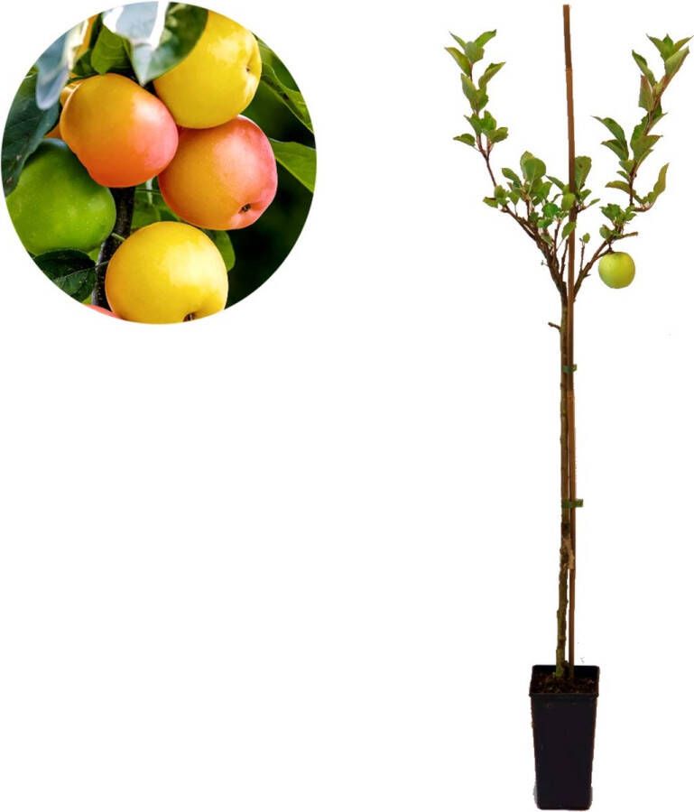 Boomkwekerij Schramas Malus domestica 'Sweet Summer' speciale appelboom 1 5 liter pot