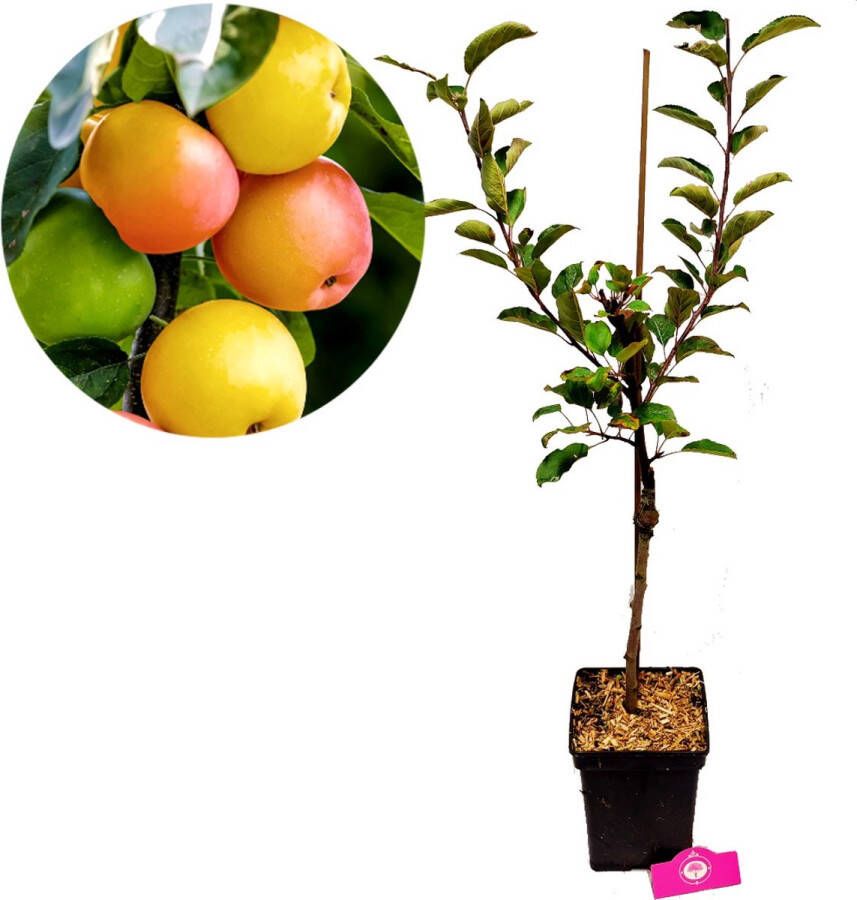Boomkwekerij Schramas Malus domestica 'Sweet Summer' speciale appelboom- Hoogte +100cm 5 liter pot