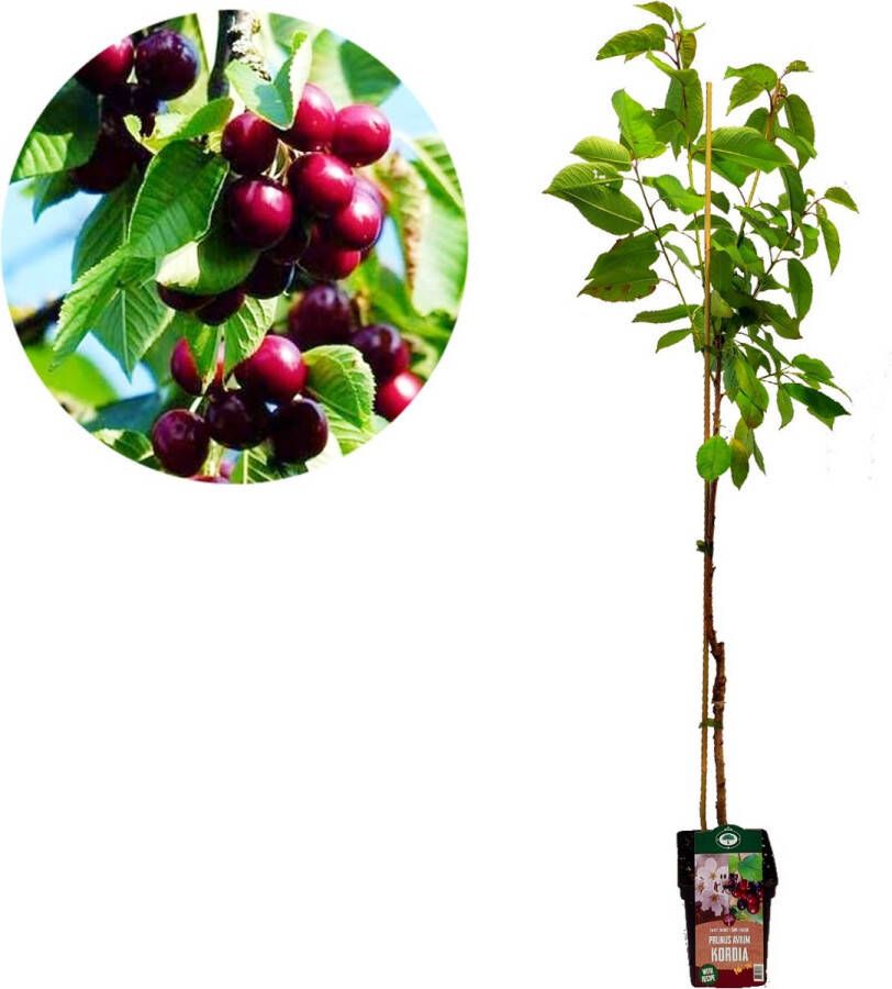 Boomkwekerij Schramas Prunus avium 'Kordia' kersenboom Hoogte +120cm 5 liter pot