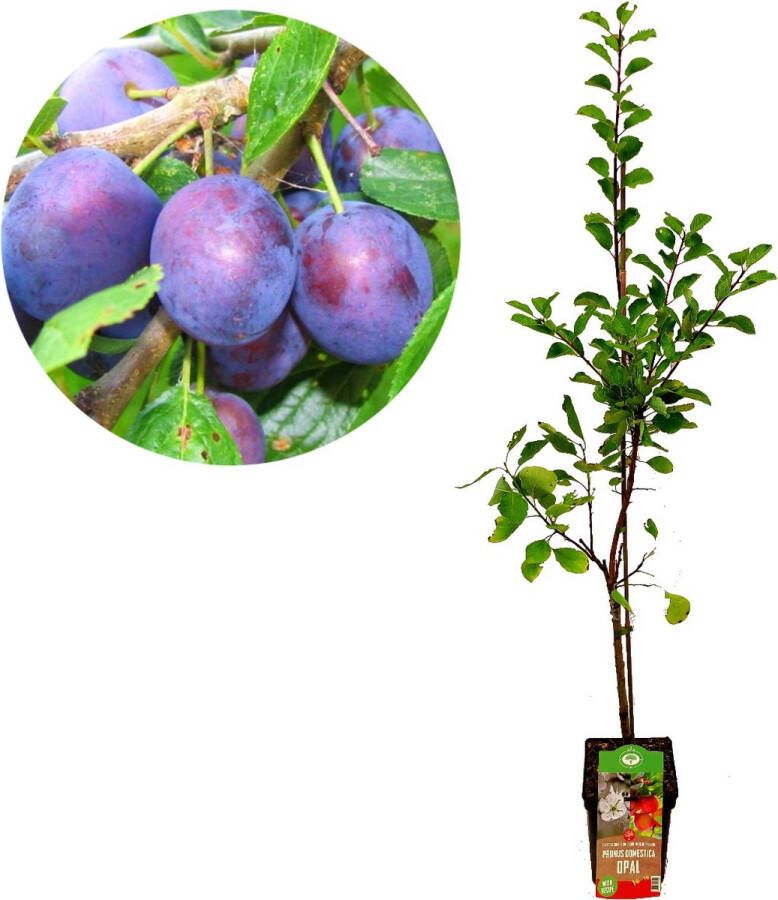 Boomkwekerij Schramas Prunus domestica Opal pruimenboom Docera 6 onderstam 5 liter pot