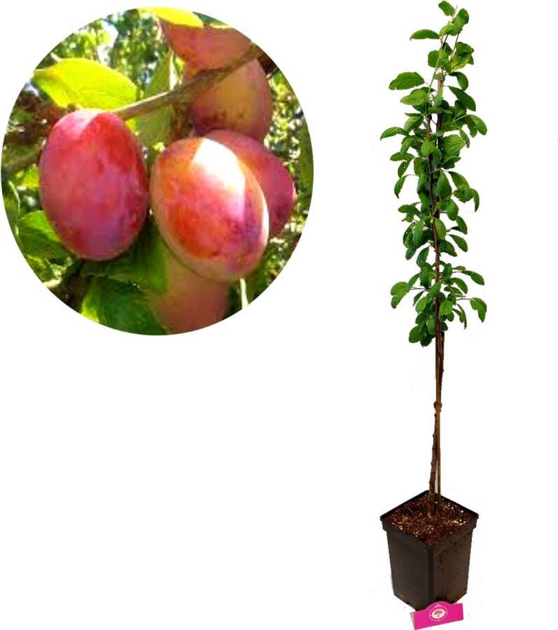 Boomkwekerij Schramas Prunus domestica 'Victoria' pruimenboom 5 liter pot