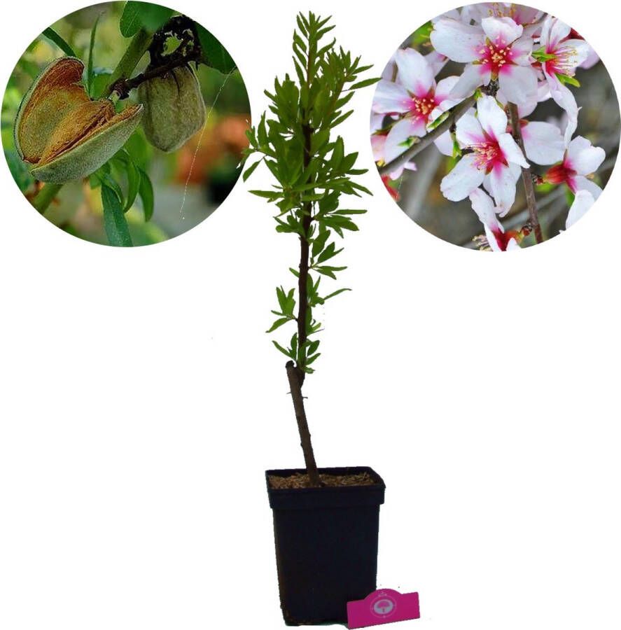 Boomkwekerij Schramas Prunus dulcis Tuono amandelboom 5 liter pot