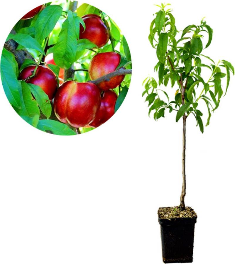 Boomkwekerij Schramas Prunus Persica 'Fire Top' nectarine Wortelgoed