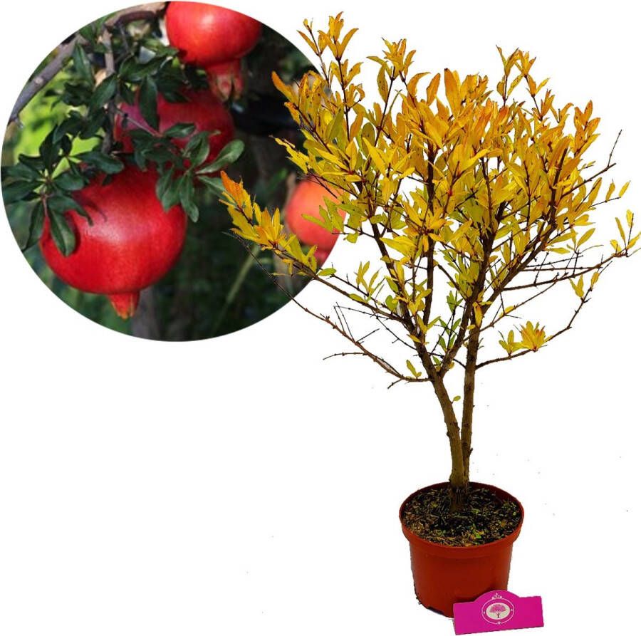 Boomkwekerij Schramas Punica granatum 'Acco' granaatappel 2 liter pot