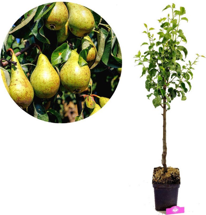 Boomkwekerij Schramas Pyrus communis 'Concorde' Perenboom 5 liter pot